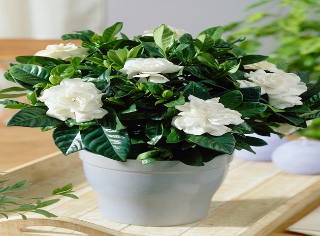 C&acirc;y hoa nh&agrave;i