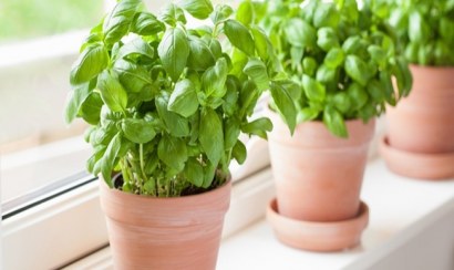 Trồng cây gì trong nhà bếp khử mùi và hợp phong thủy  