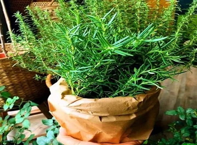 C&acirc;y hương thảo