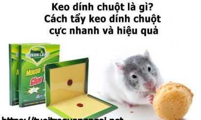 Những cách làm sạch keo dính chuột 