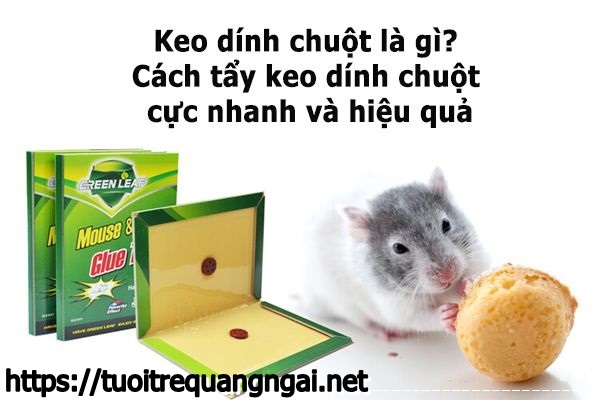 Keo d&iacute;nh chuột v&agrave; c&aacute;ch l&agrave;m sạch keo d&iacute;nh chuột