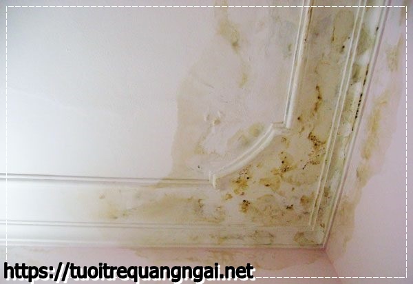 Nguy&ecirc;n nh&acirc;n v&agrave; c&aacute;ch xử l&yacute; trần nh&agrave; bị mốc