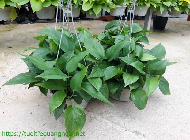 cây trầu bà trồng trong nhà vệ sinh