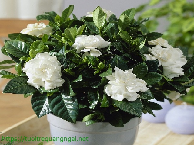 cây hoa dành dành trồng trong nhà vệ sinh