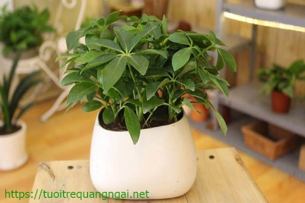 cây ngũ gia bì giúp khử mùi trong nhà vệ sinh