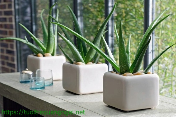 cây lô hội trồng trong nhà vệ sinh giúp khử mùi