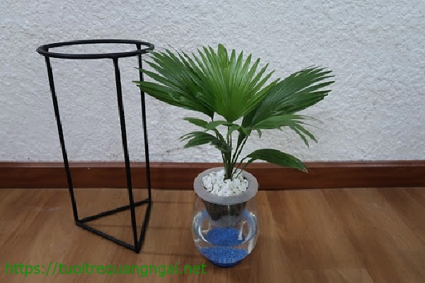 c&acirc;y trồng trong nh&agrave; vệ sinh - c&acirc;y cọ