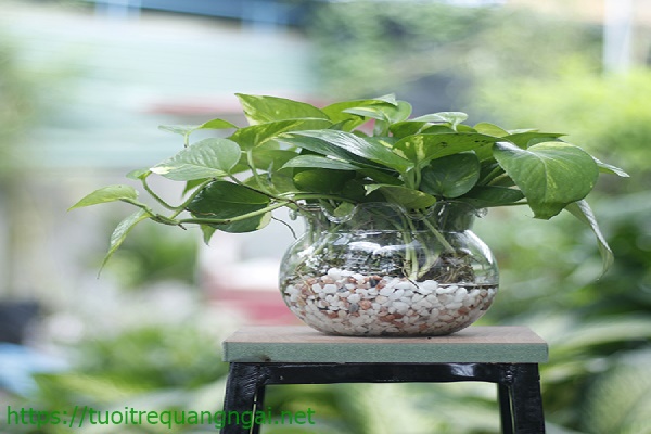 cây trồng trong nhà vệ sinh - cây thường xuân leo