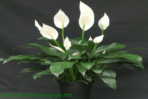cây cảnh trồng trong nhà - cây lan ý
