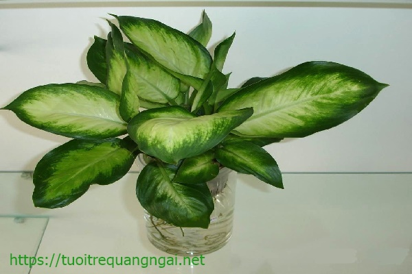 c&acirc;y vạn ni&ecirc;n thanh trồng trong nh&agrave; vệ sinh