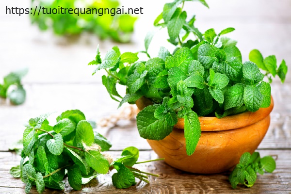 cây bạc hà trồng trong nhà vệ sinh