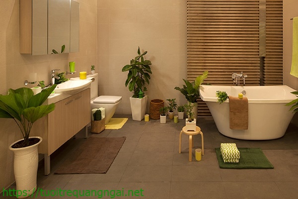 cây trồng trong nhà vệ sinh