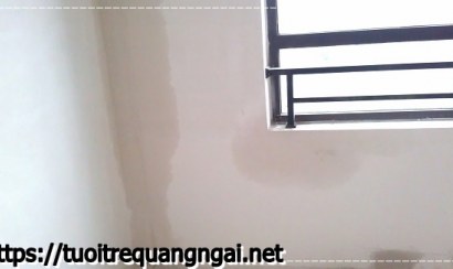 Căn phòng bị ẩm mốc phải làm sao để khắc phục 