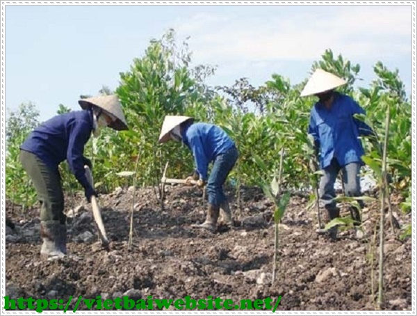 Các giải pháp vệ sinh môi trường